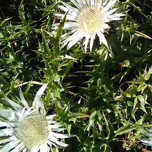 Carlina Bianca Vidiciatico